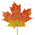 Maple Leaf Image