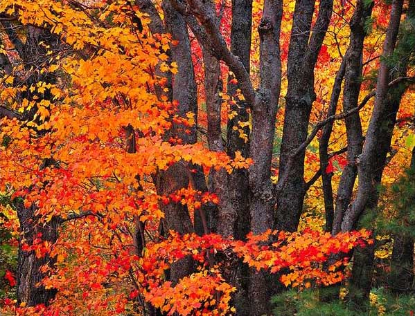 Maple Trees Showing their Fall Colors